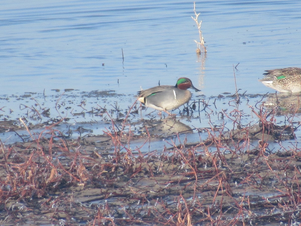 Green-winged Teal - ML318667981