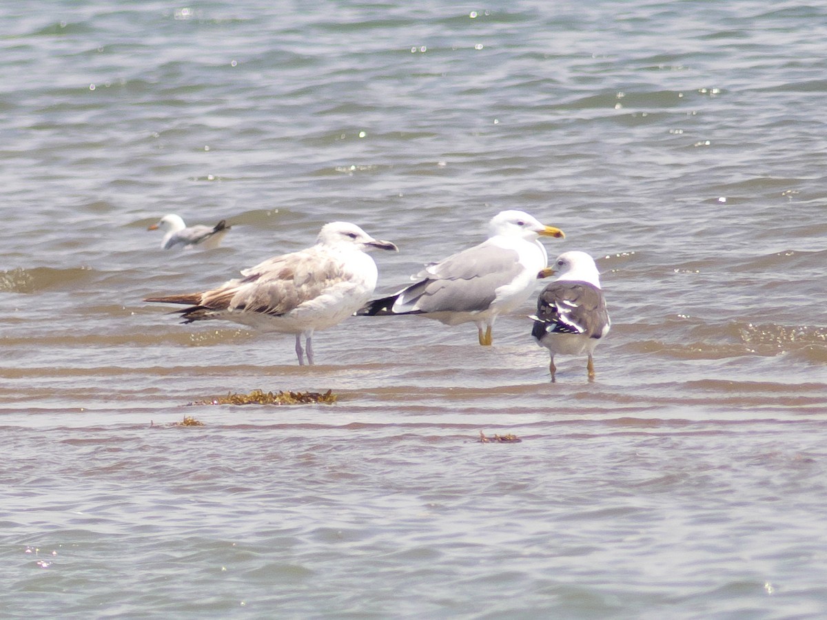 Lesser Black-backed Gull (Steppe) - ML318671341