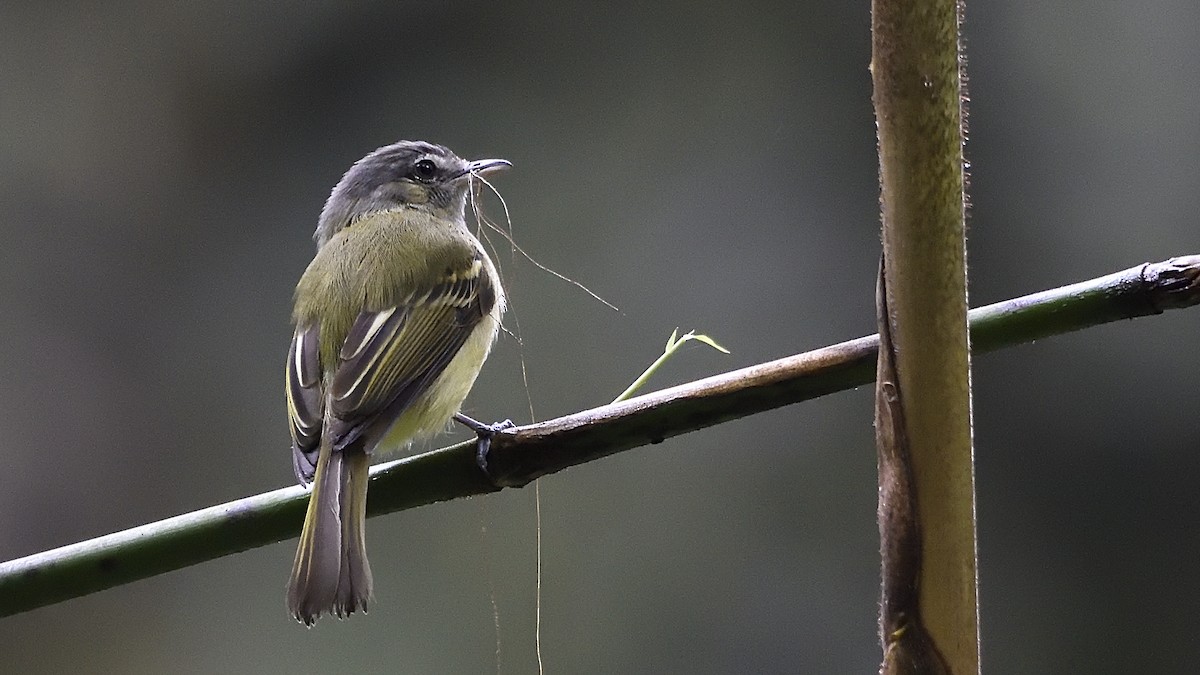 Yellow-olive Flatbill - Germán  Correa Jaramillo