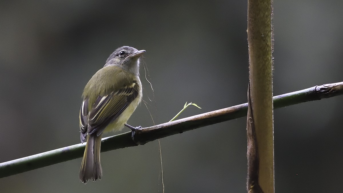 Yellow-olive Flatbill - Germán  Correa Jaramillo