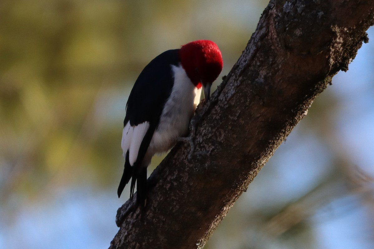 Red-headed Woodpecker - ML318672861