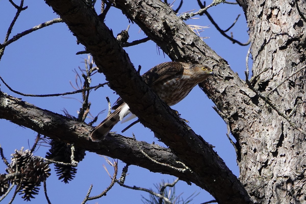 Sharp-shinned Hawk - ML318673501