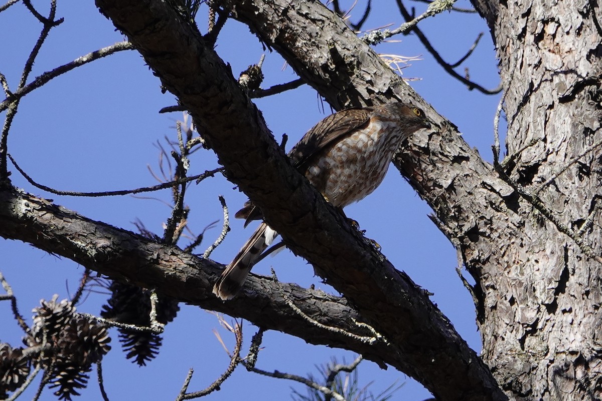 Sharp-shinned Hawk - ML318673521