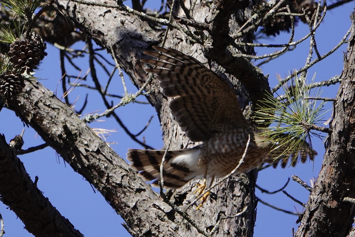 Sharp-shinned Hawk - ML318673551