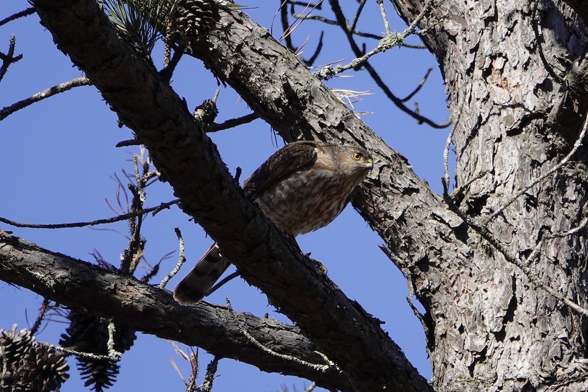 Sharp-shinned Hawk - ML318673581