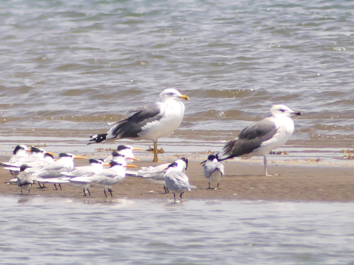 Lesser Black-backed Gull (Steppe) - ML318674761