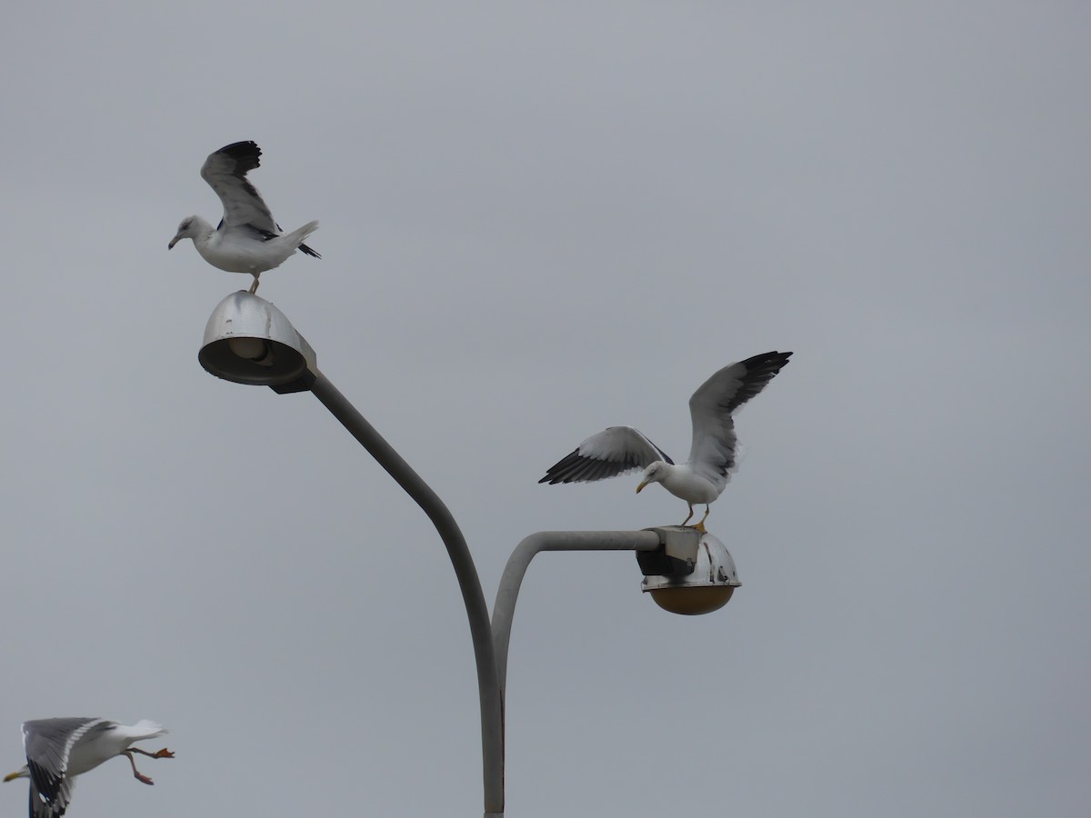 Lesser Black-backed Gull (Steppe) - Tommaso Renzulli