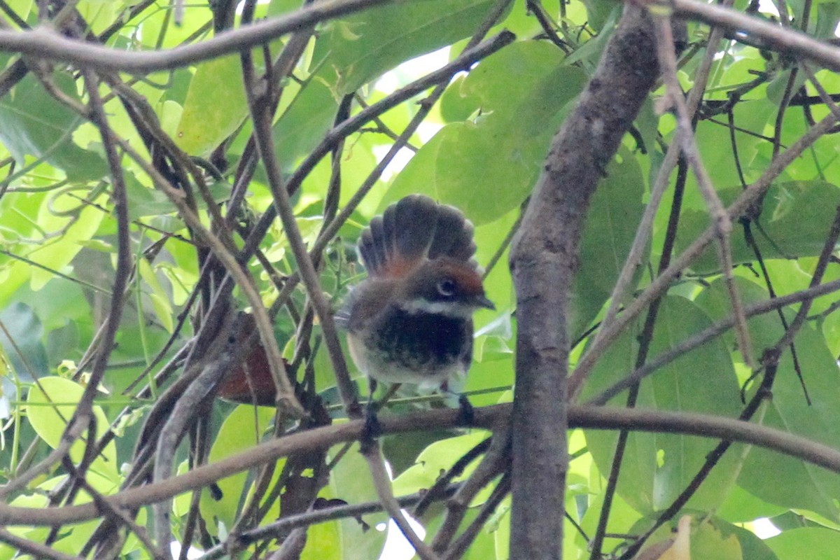 Louisiade Fantail - Charles Davies