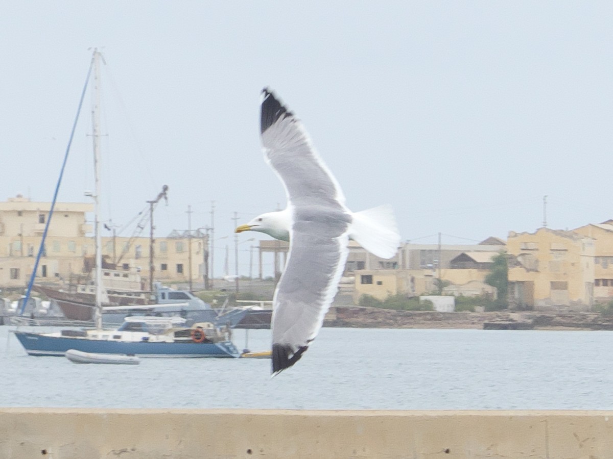 Gaviota Sombría (barabensis) - ML318677761