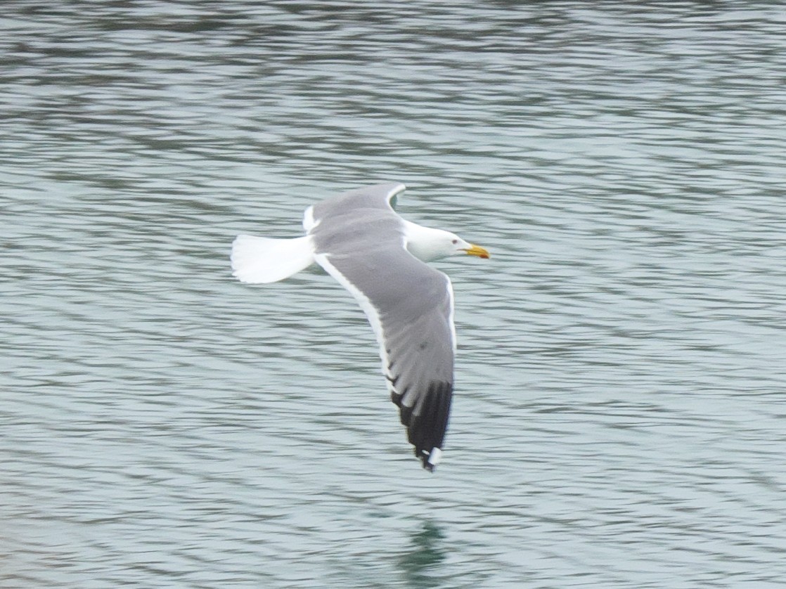 Lesser Black-backed Gull (Steppe) - Tommaso Renzulli