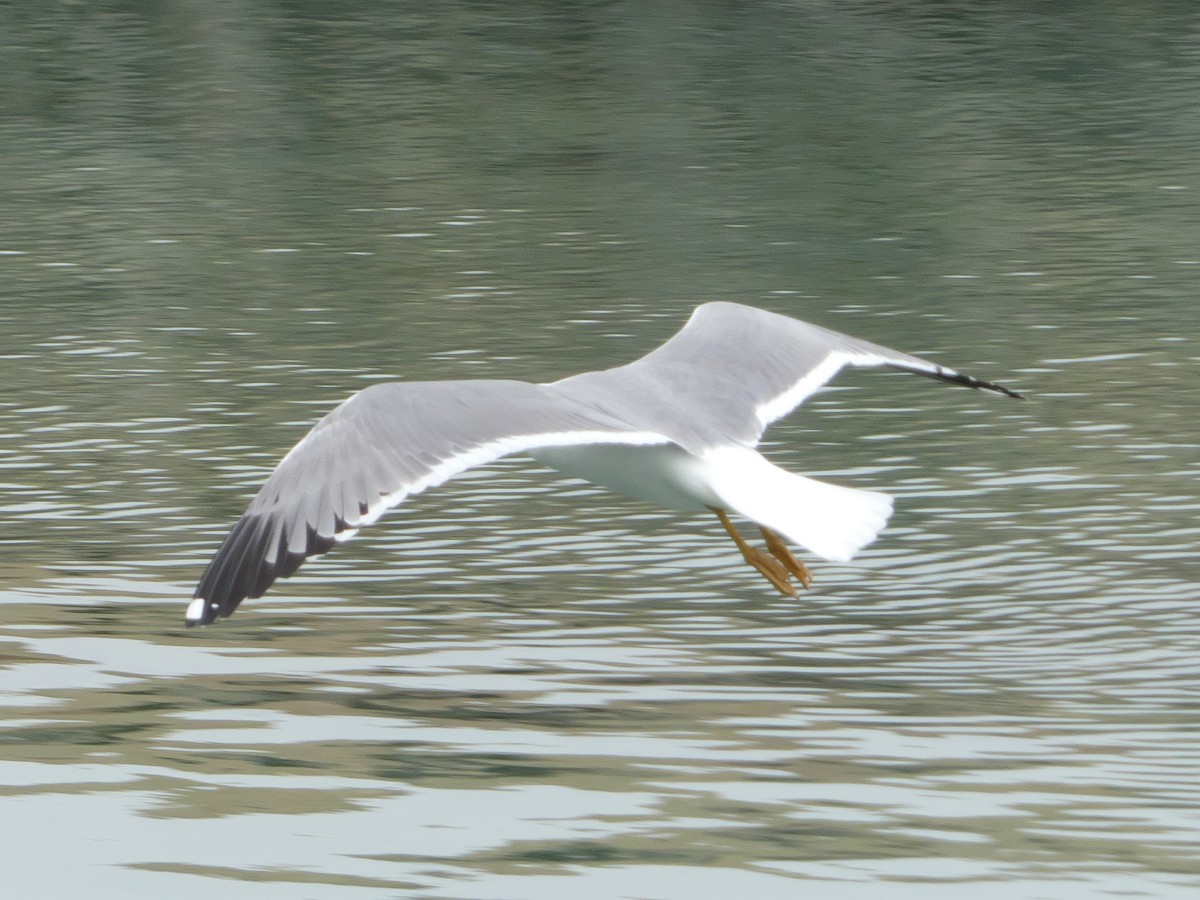 Lesser Black-backed Gull (Steppe) - Tommaso Renzulli