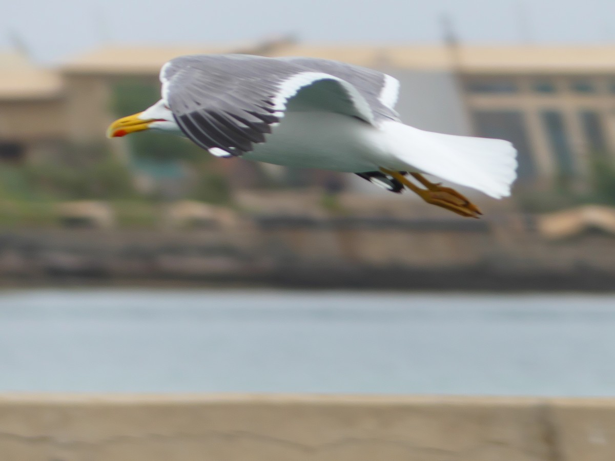 Lesser Black-backed Gull (Steppe) - ML318677841