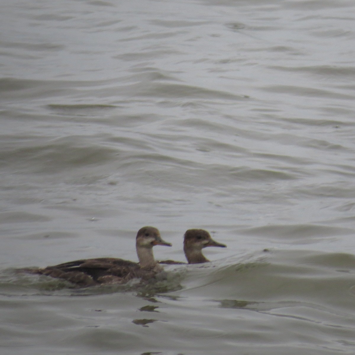 Hooded Merganser - ML31867811