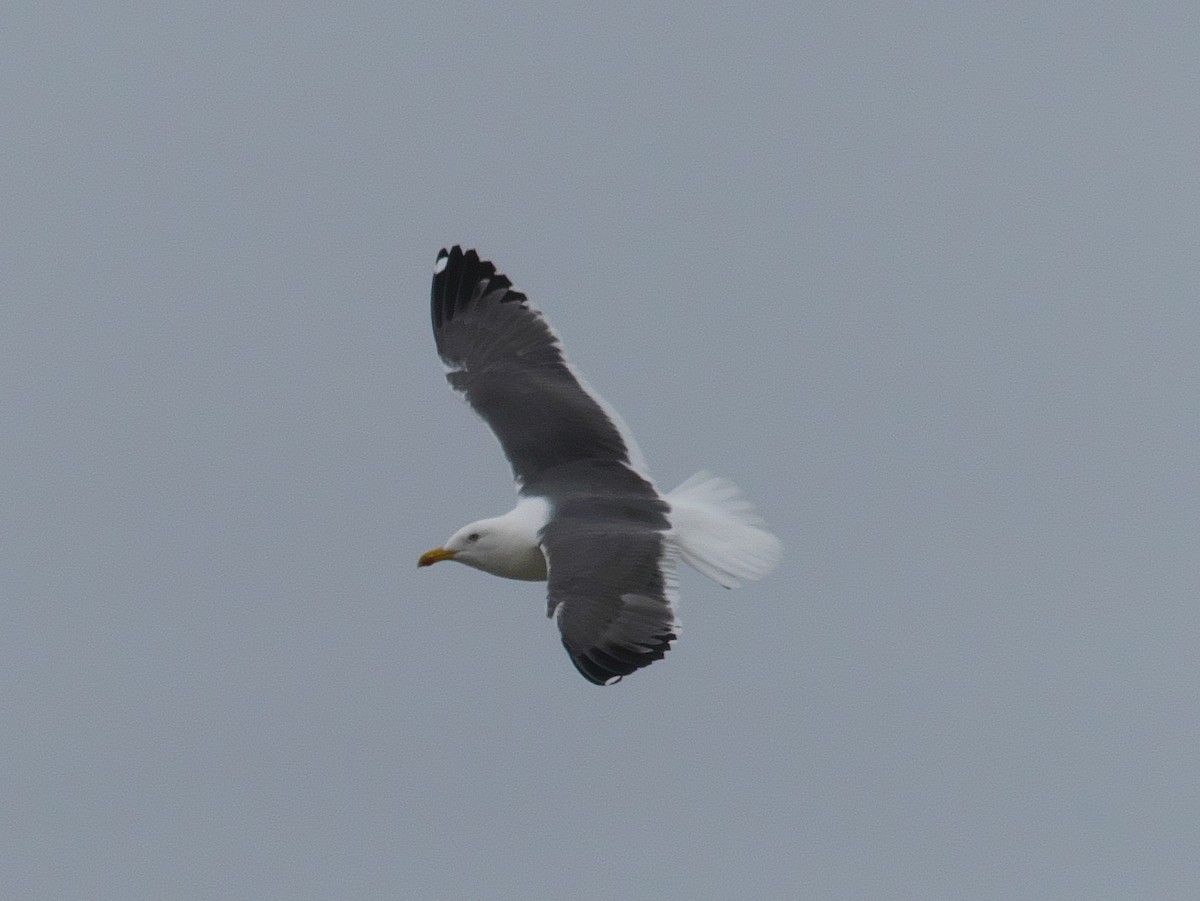 Gaviota Sombría (barabensis) - ML318678191