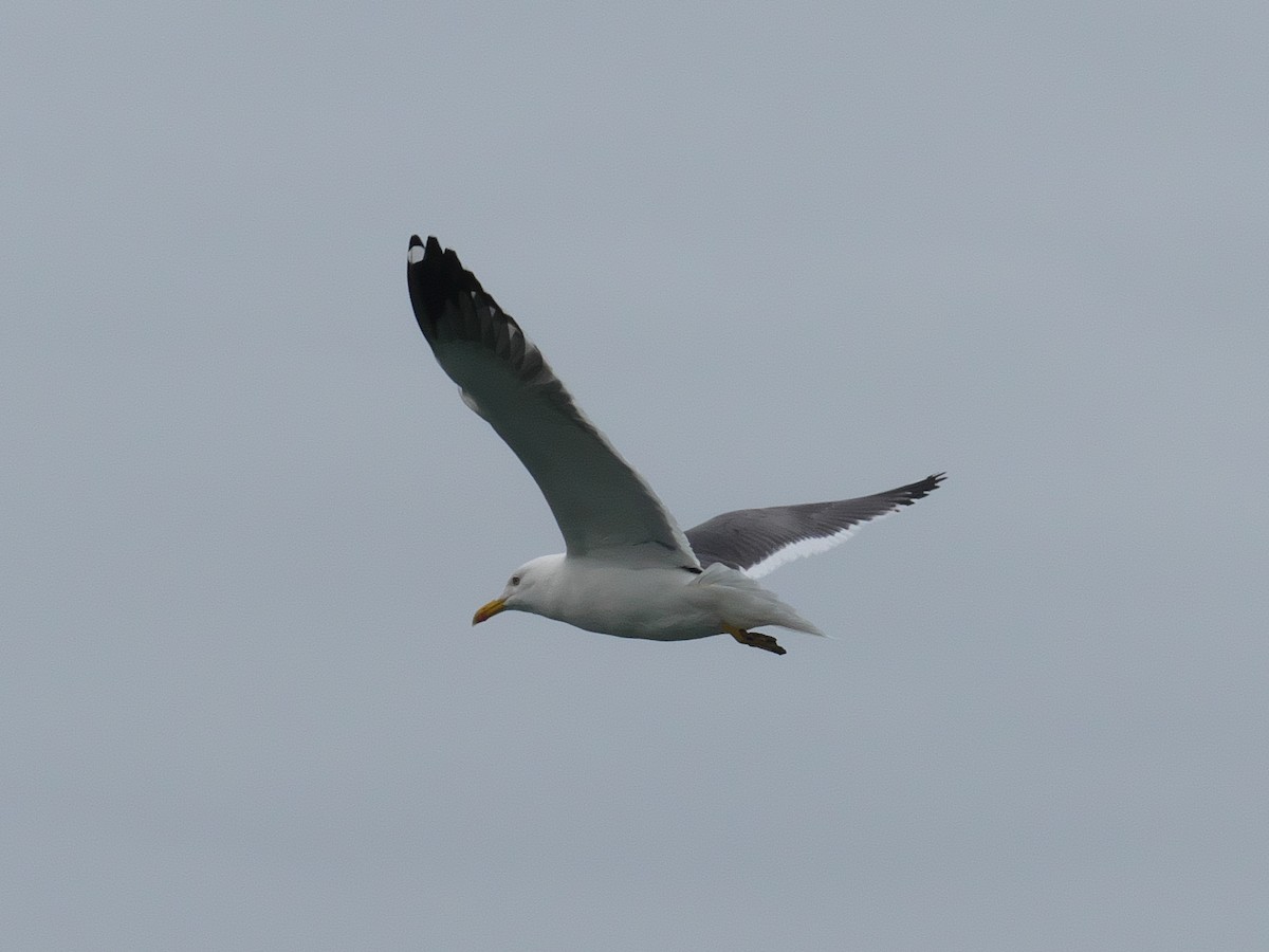 Gaviota Sombría (barabensis) - ML318678231