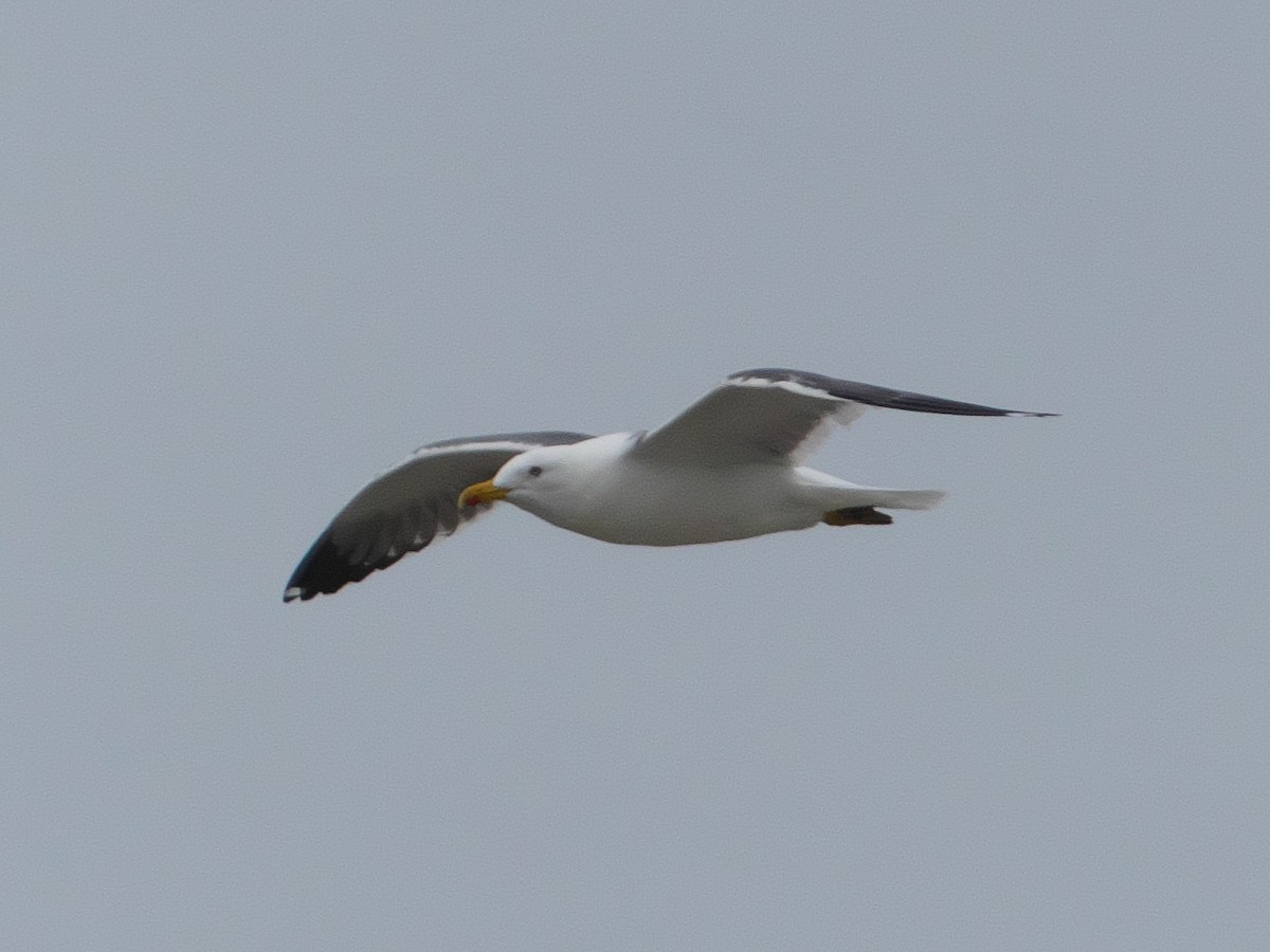 Goéland brun (barabensis) - ML318678791