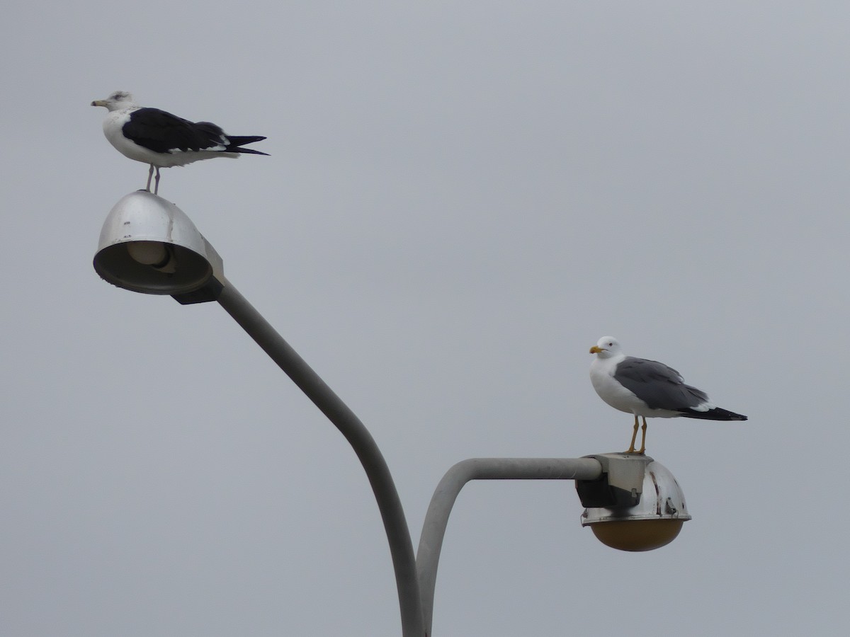 Lesser Black-backed Gull (Steppe) - Tommaso Renzulli