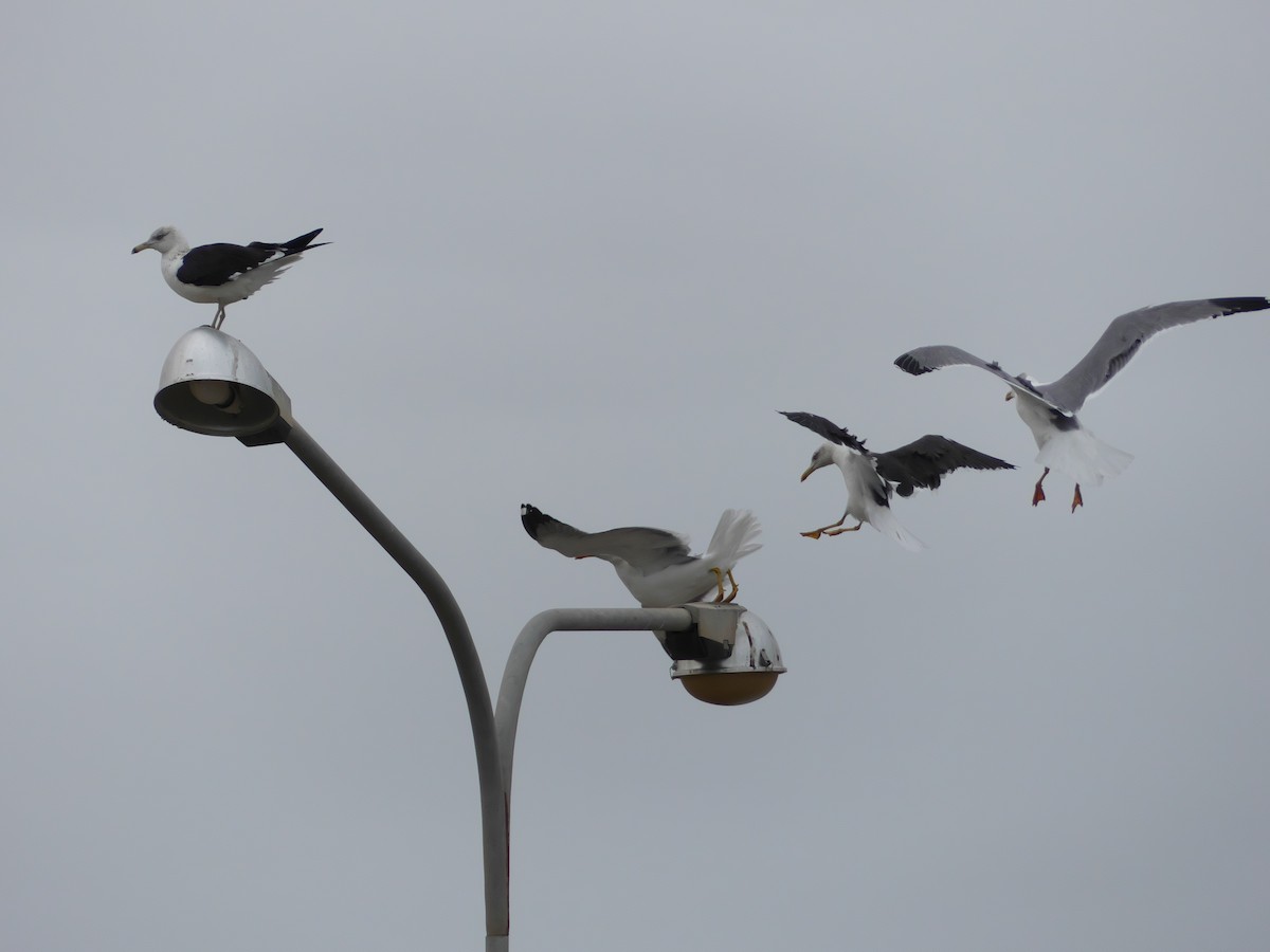 Lesser Black-backed Gull (Steppe) - ML318680521