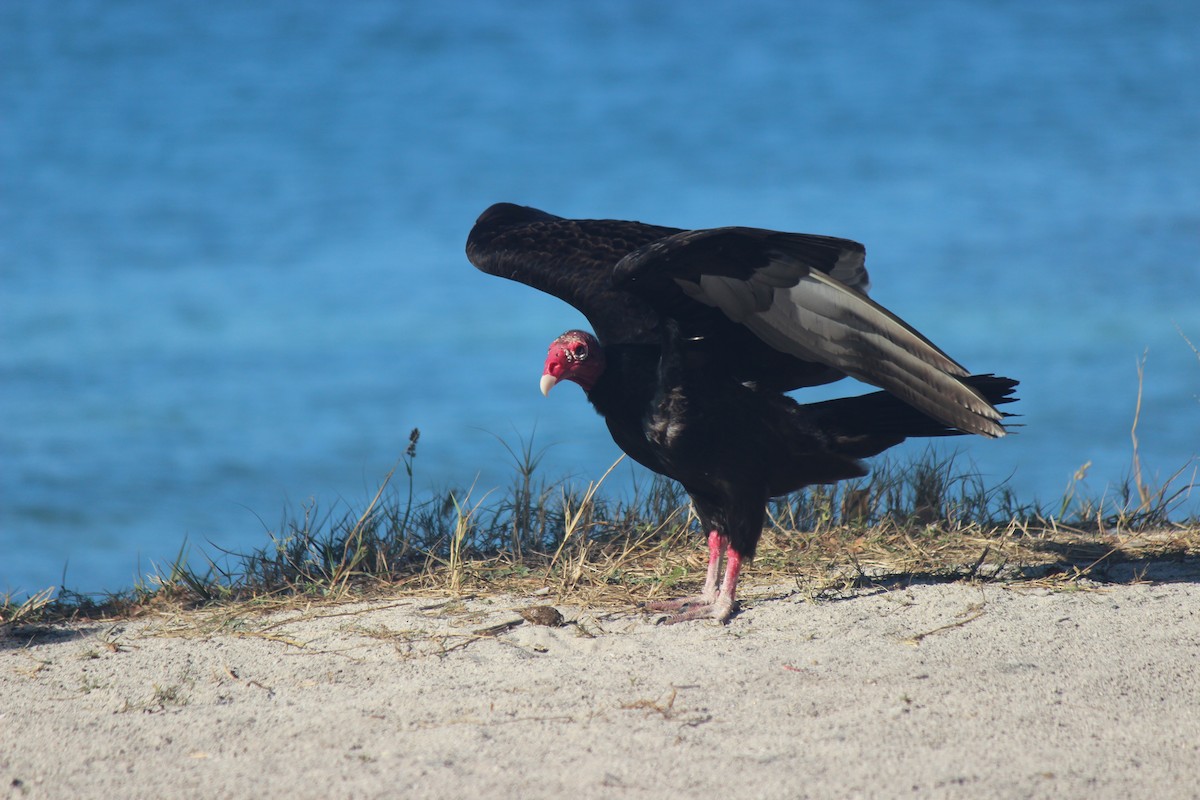 Turkey Vulture - ML318682661