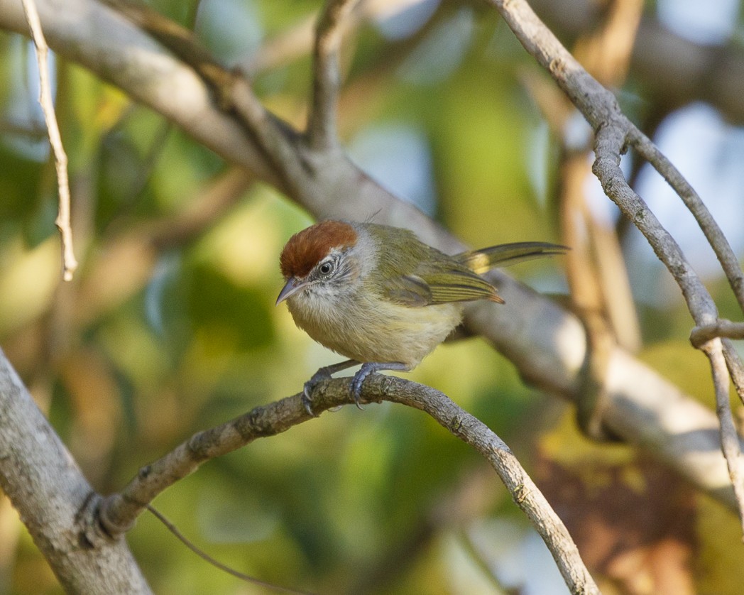 ML318682881 - Gray-eyed Greenlet - Macaulay Library