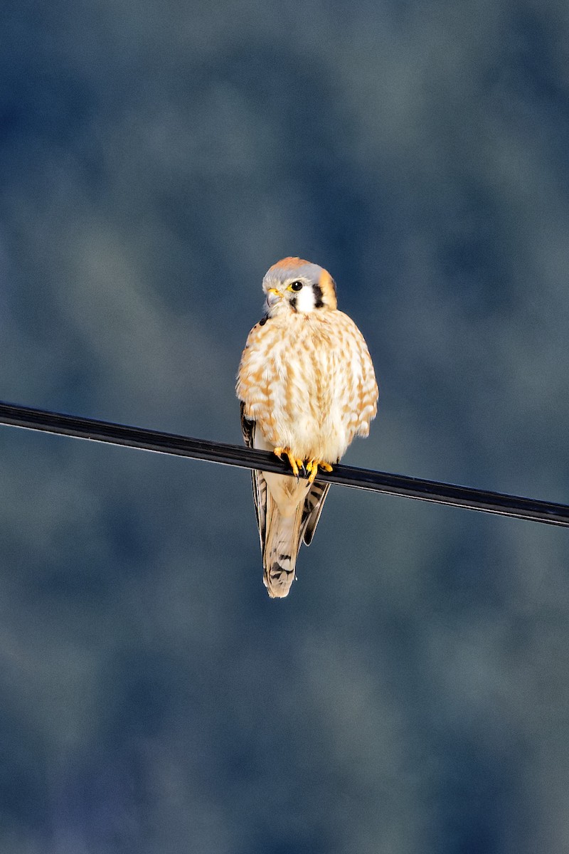 American Kestrel - ML318683291