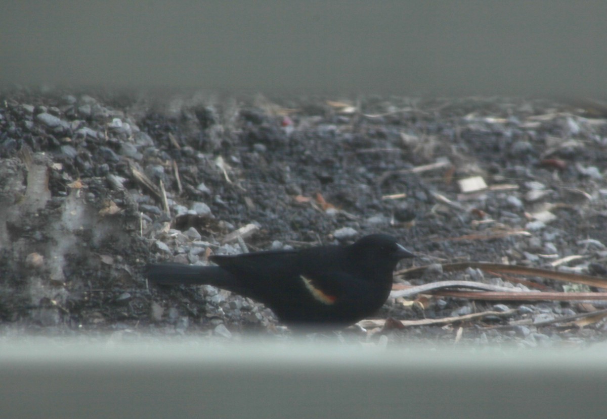 Red-winged Blackbird - ML318684491