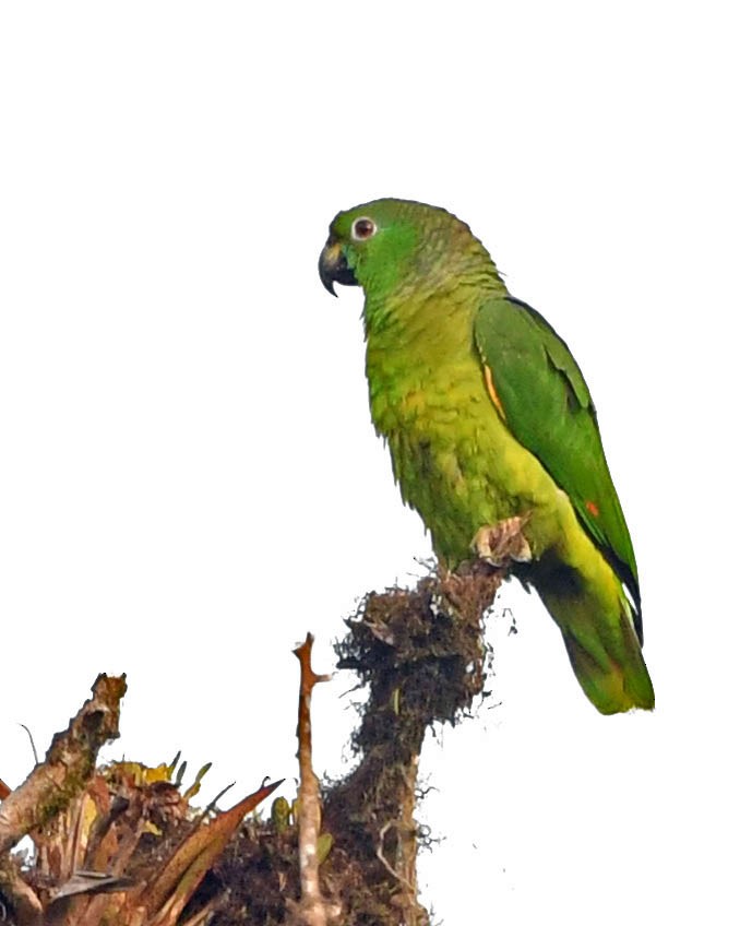 Scaly-naped Parrot - ML318687201