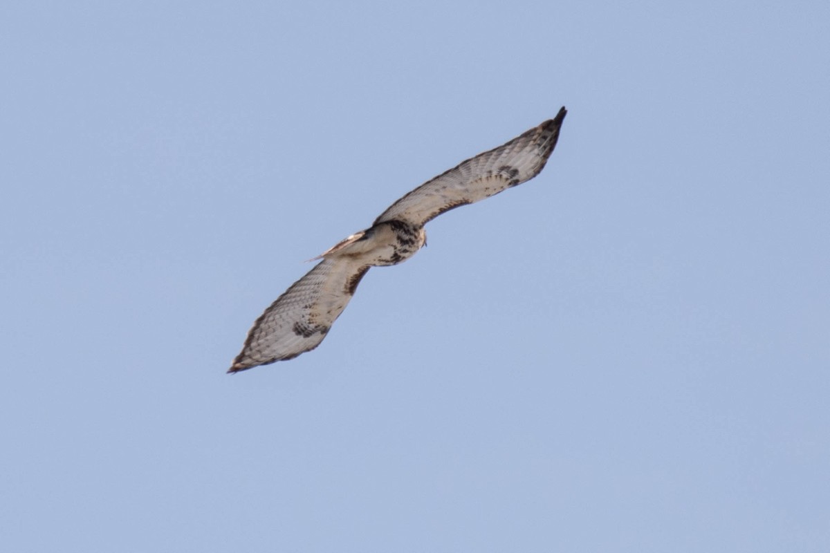 Red-tailed Hawk - ML318687671