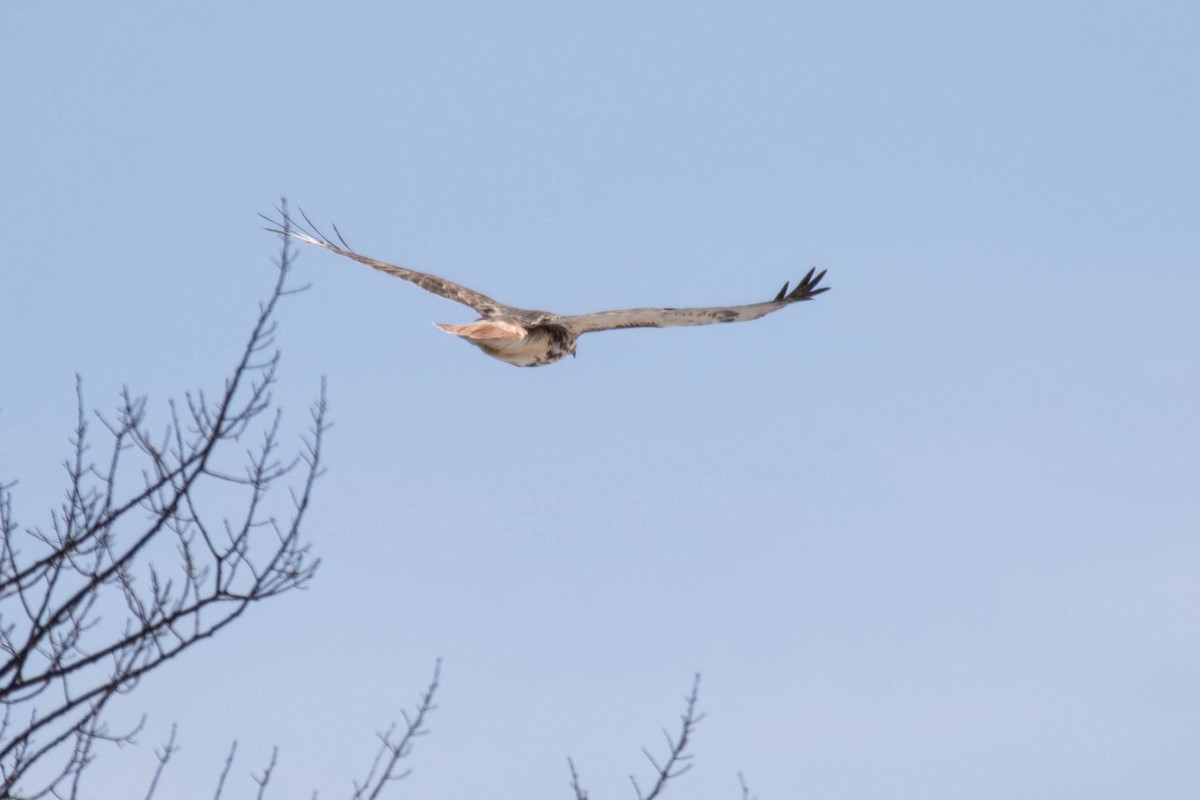 Red-tailed Hawk - ML318687681