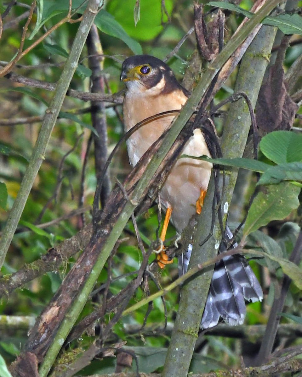 Barred Forest-Falcon - ML318687871