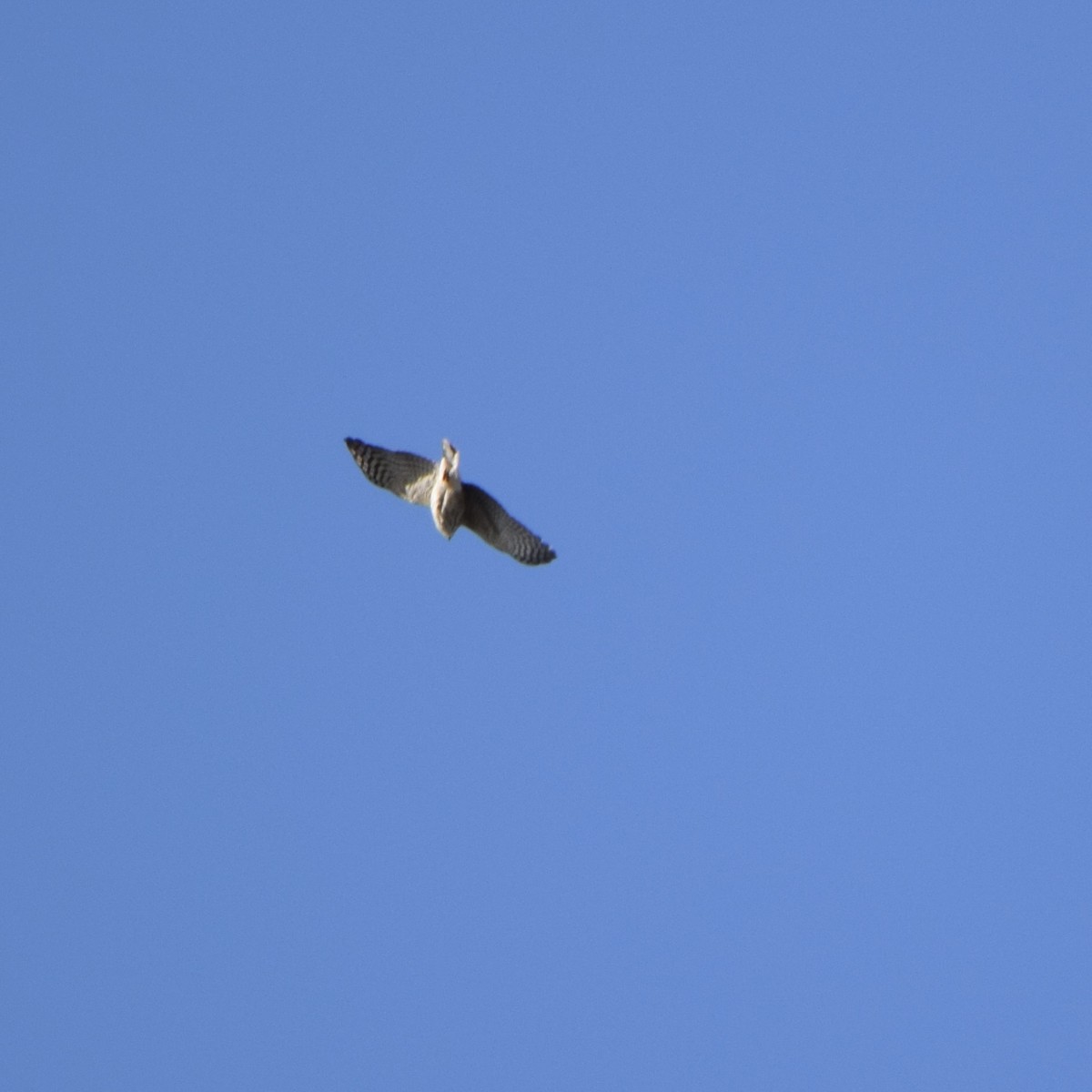 Sharp-shinned/Cooper's Hawk - ML318688601