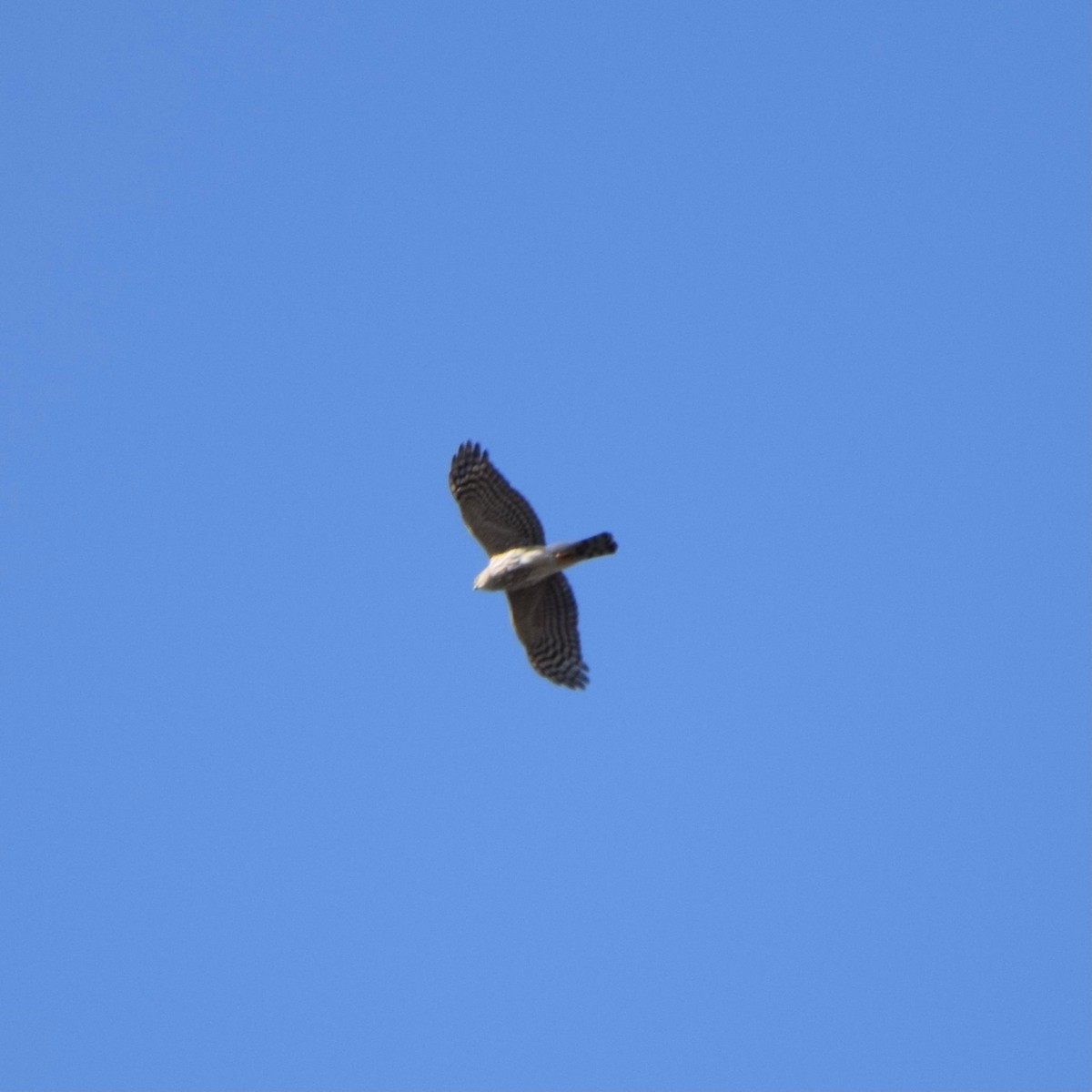 Sharp-shinned/Cooper's Hawk - ML318688621