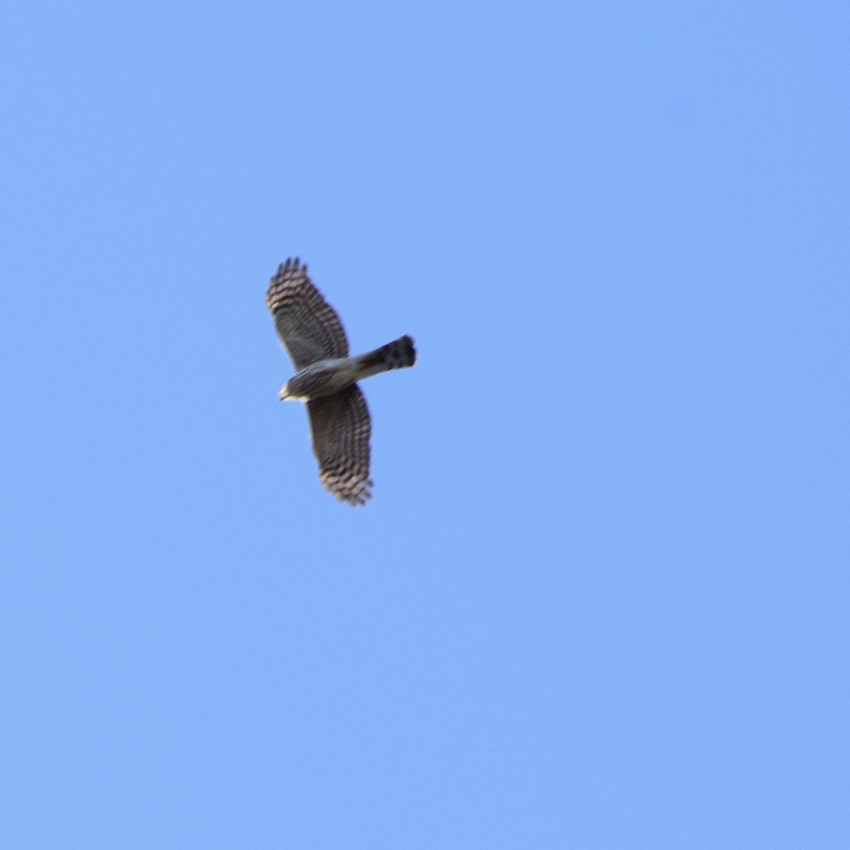 Sharp-shinned/Cooper's Hawk - ML318688631