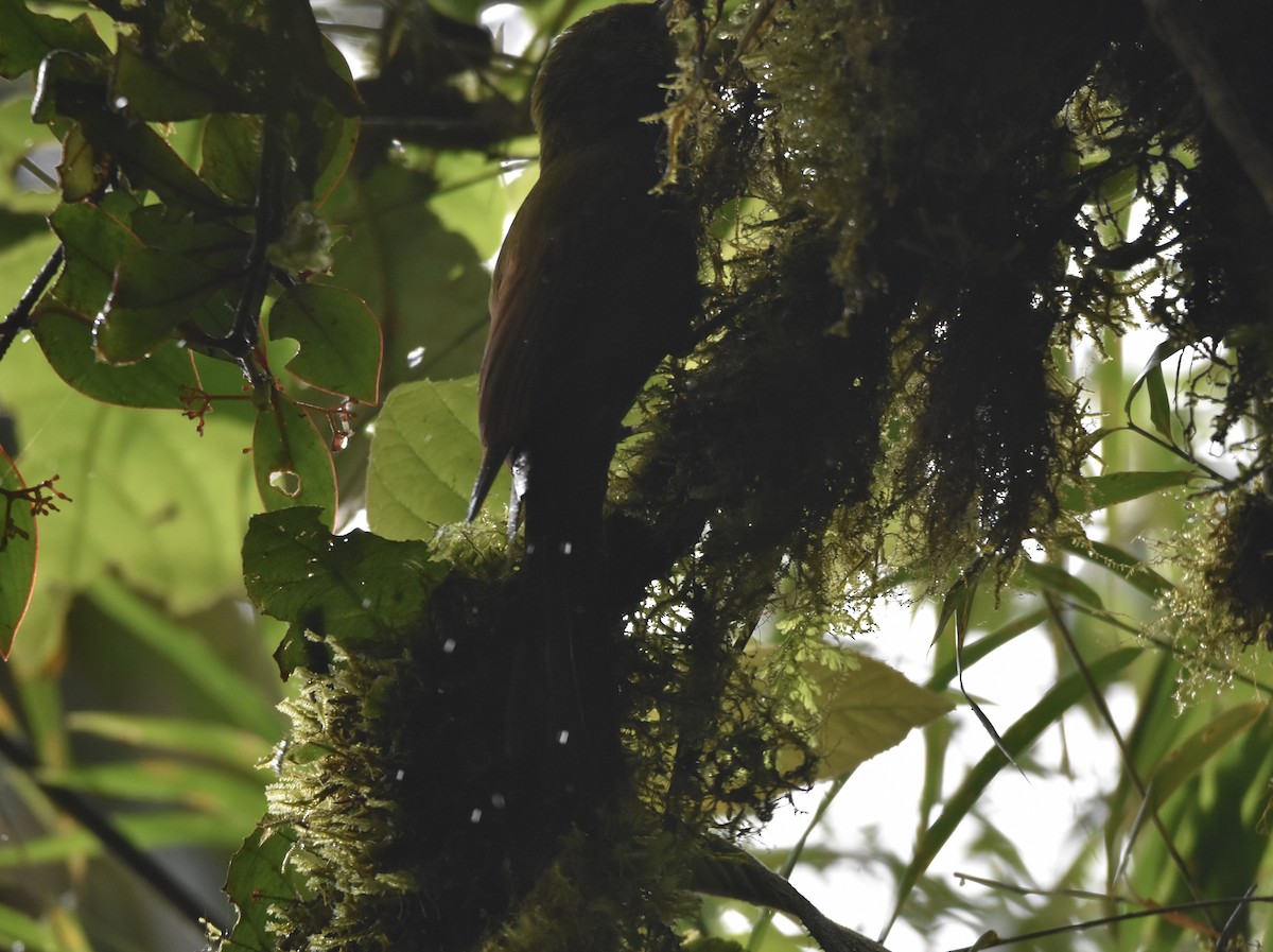 Spotted Woodcreeper - ML318688691