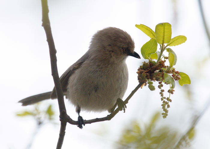 Bushtit - Gary Mele