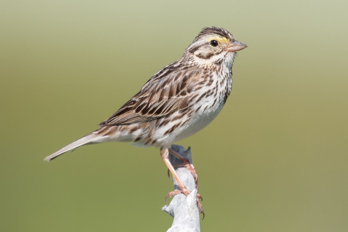 Savannah Sparrow - ML318691651