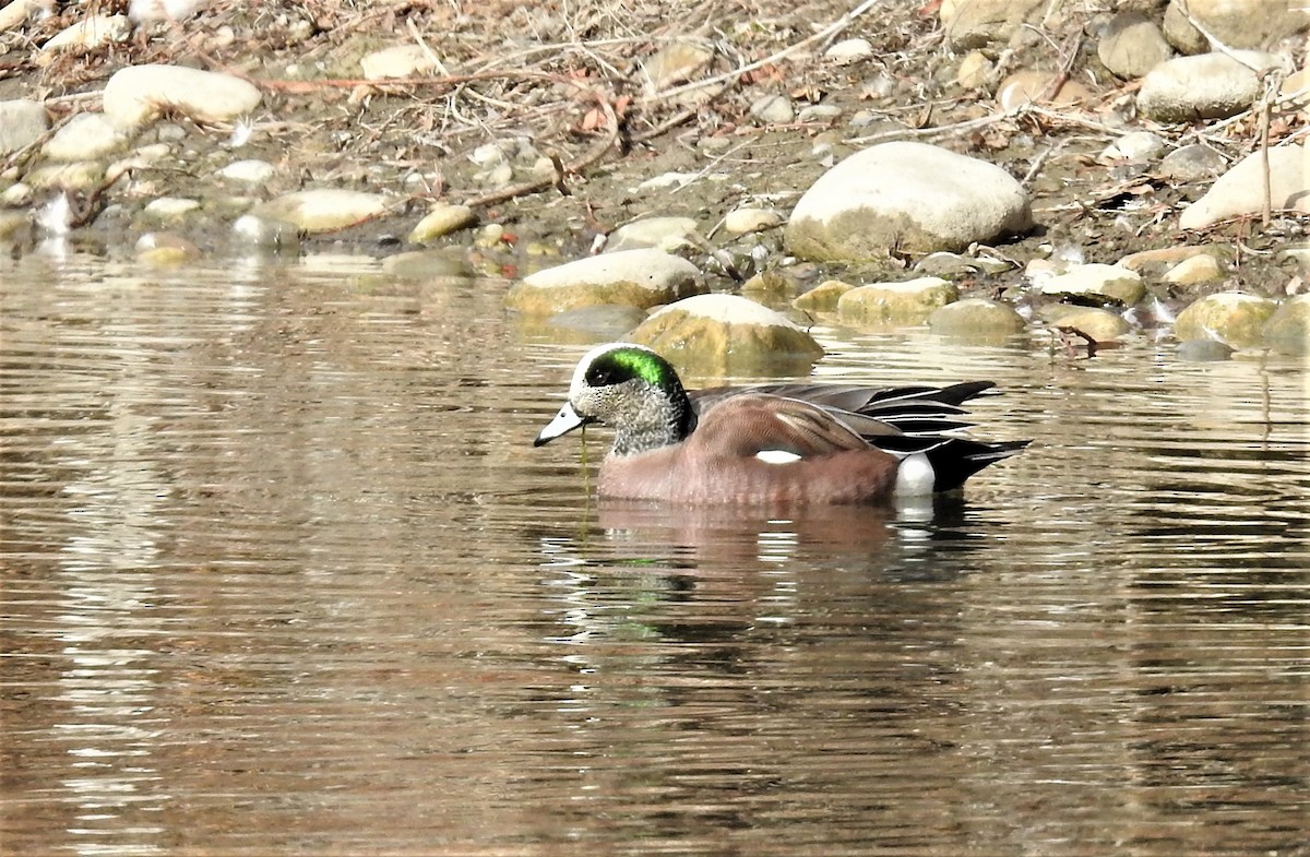 American Wigeon - ML318693341