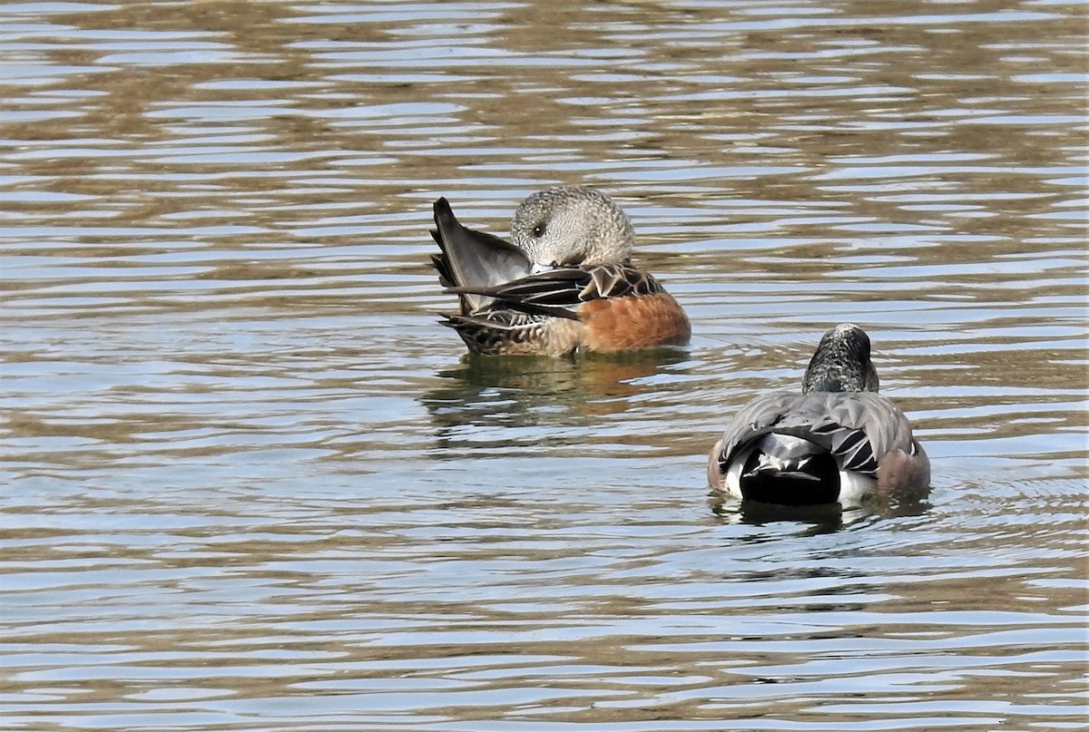 American Wigeon - ML318693451