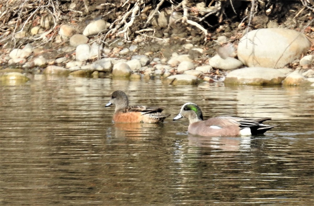 American Wigeon - ML318693481