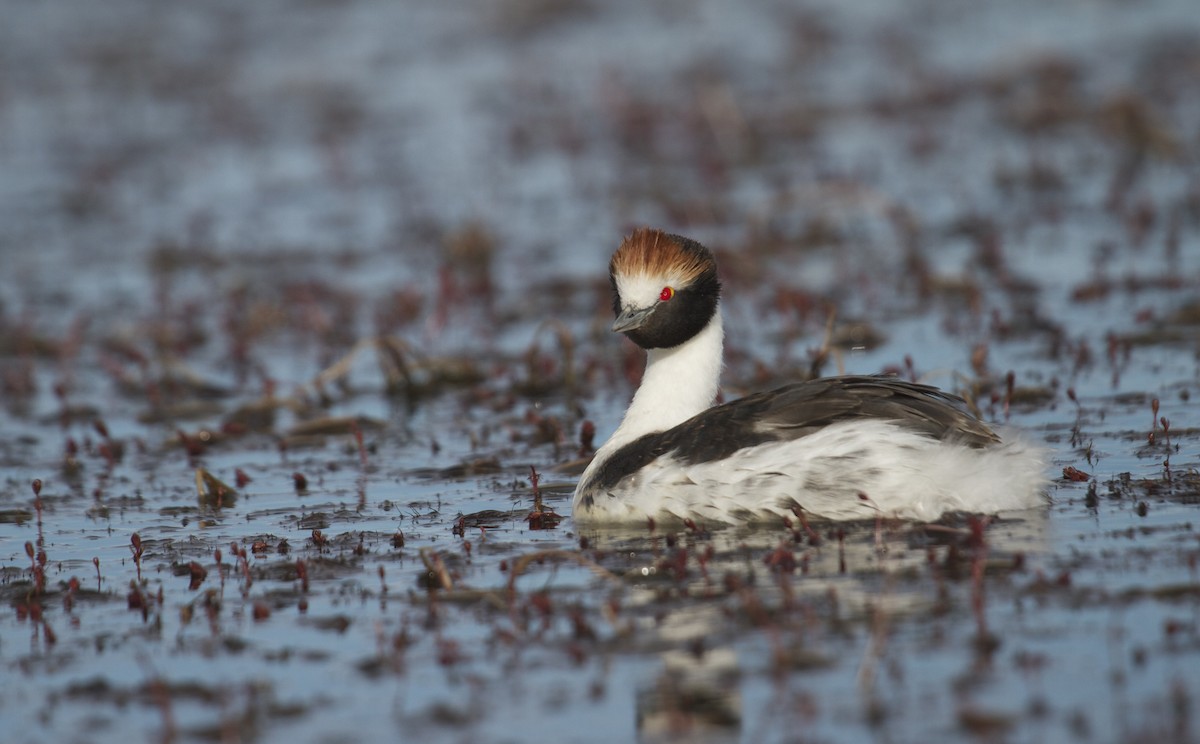 Hooded Grebe - Marshall Iliff