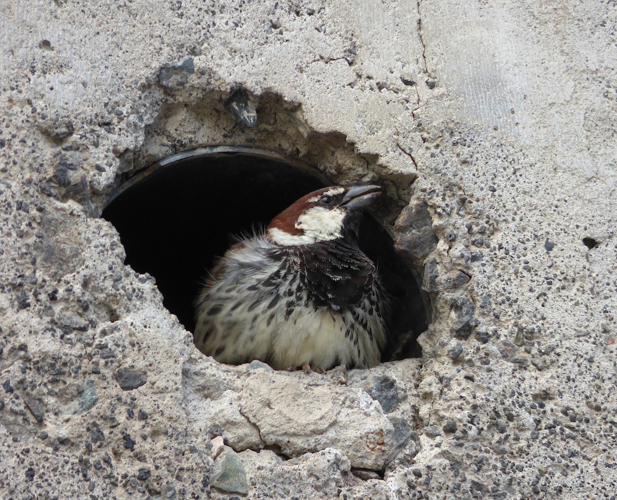 Spanish Sparrow - ML318695001