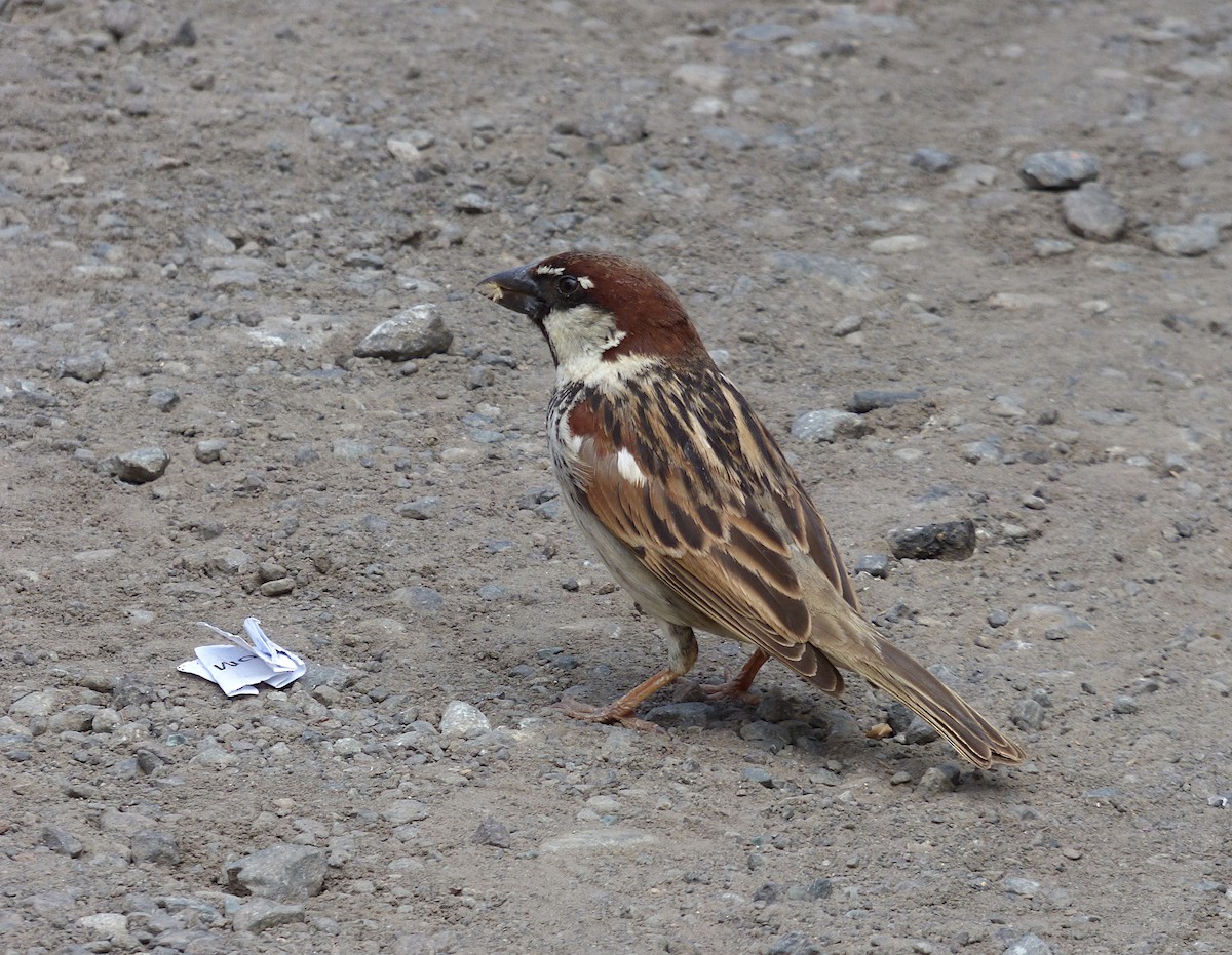 Spanish Sparrow - ML318695081