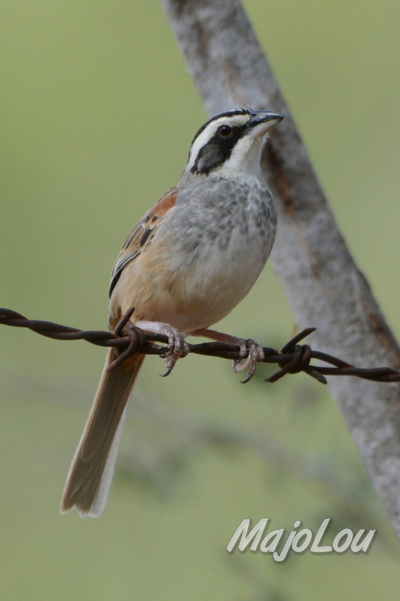 Stripe-headed Sparrow - ML31869511