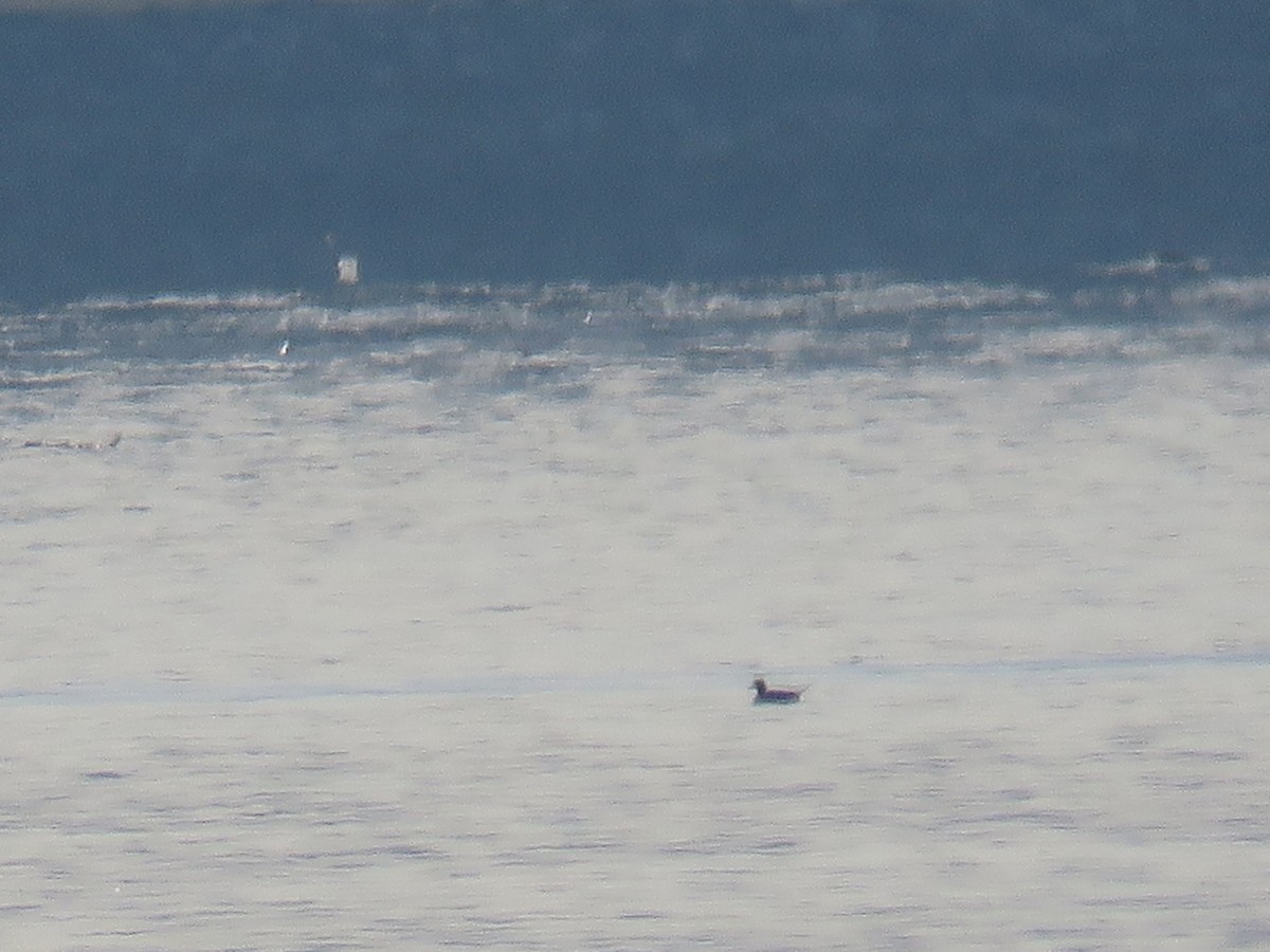 Long-tailed Duck - ML318695151