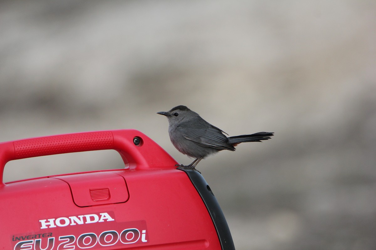 Gray Catbird - ML31869651