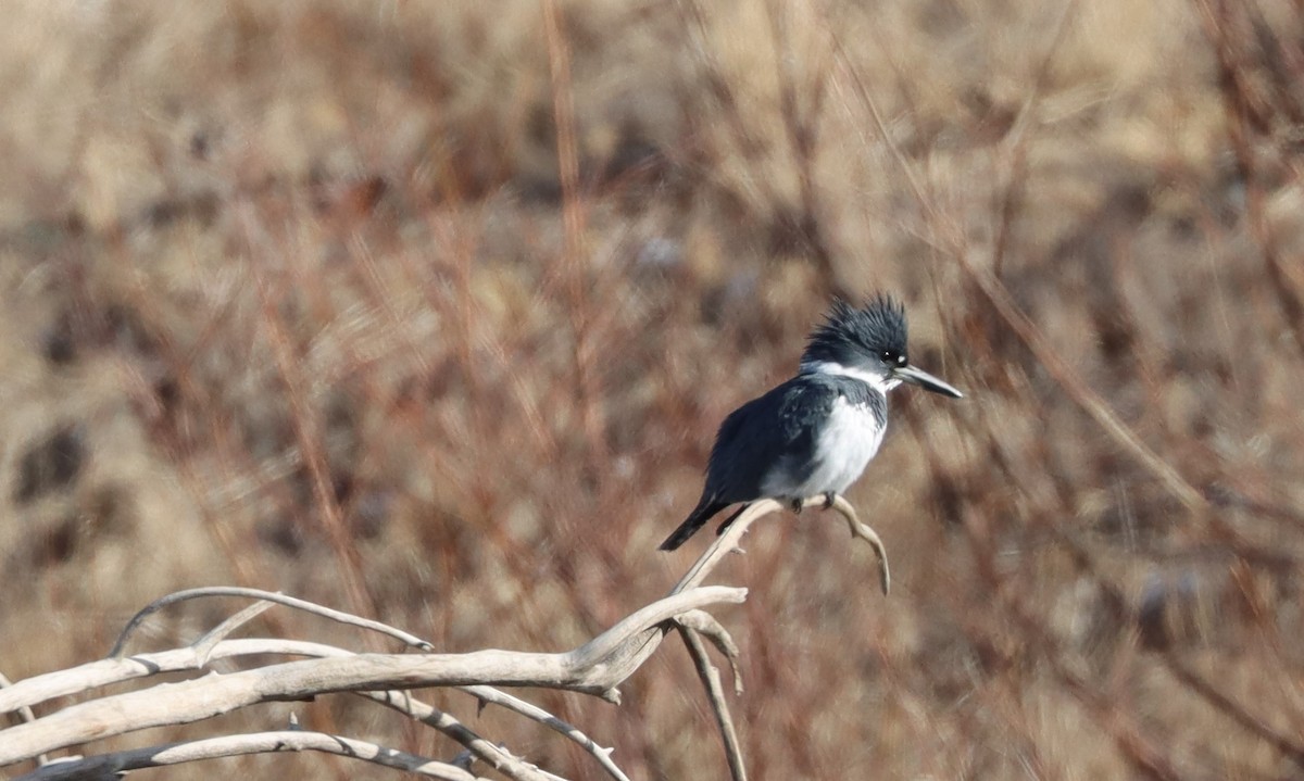 Belted Kingfisher - Susan  Downey