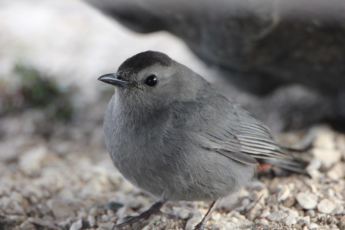 Gray Catbird - ML31869681