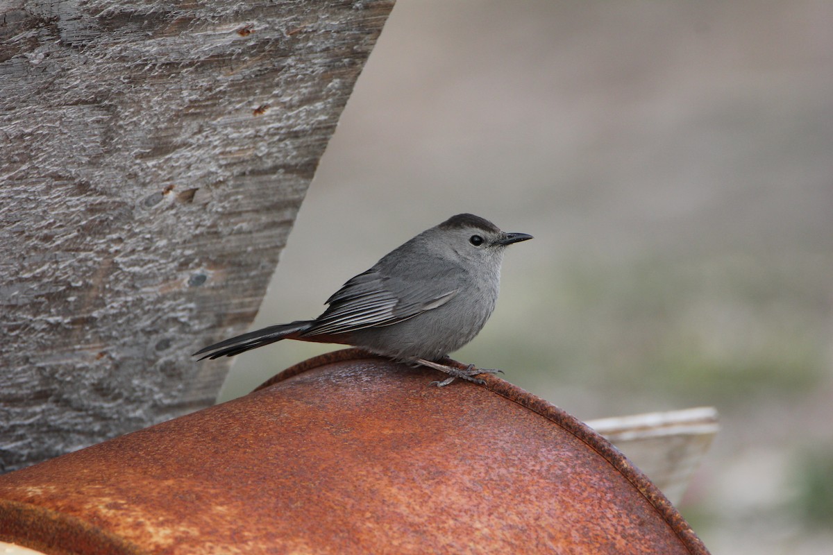 Gray Catbird - ML31869701