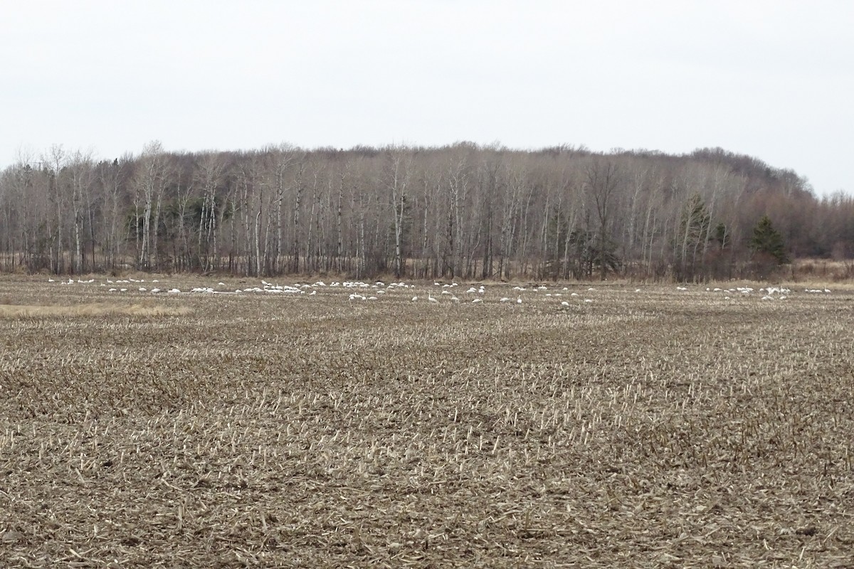 Tundra Swan - ML318699291