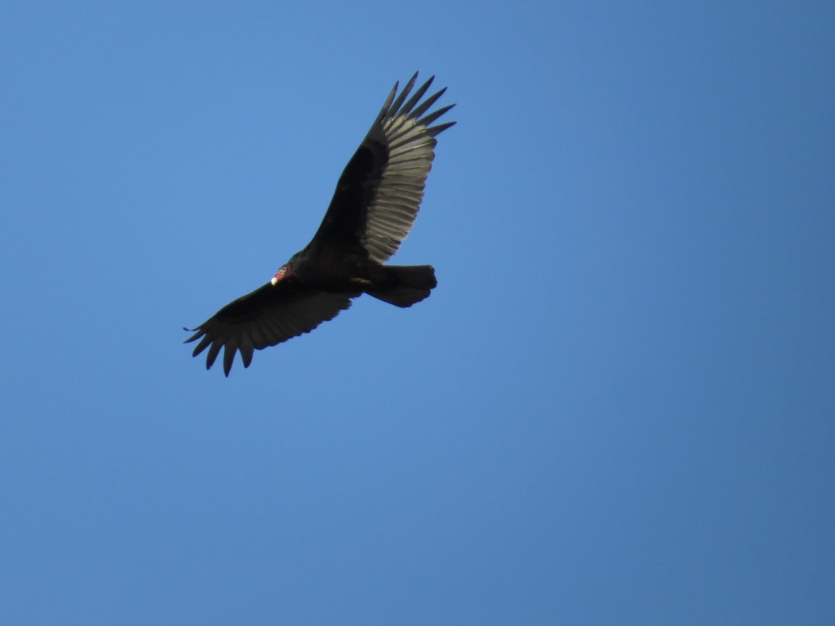 Turkey Vulture - Ray Miskowski